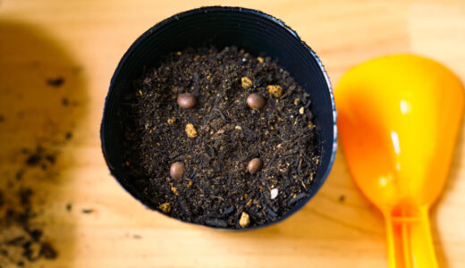 枝豆をプランターで育てる　１日目【家庭菜園】