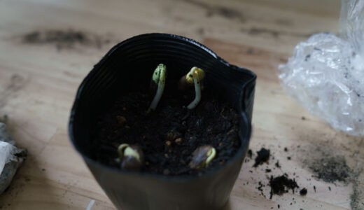 枝豆をプランターで育てる　５日目【家庭菜園】