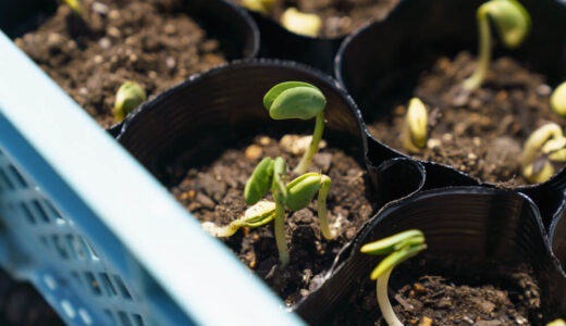 枝豆をプランターで育てる　緑化編　６日目【家庭菜園】