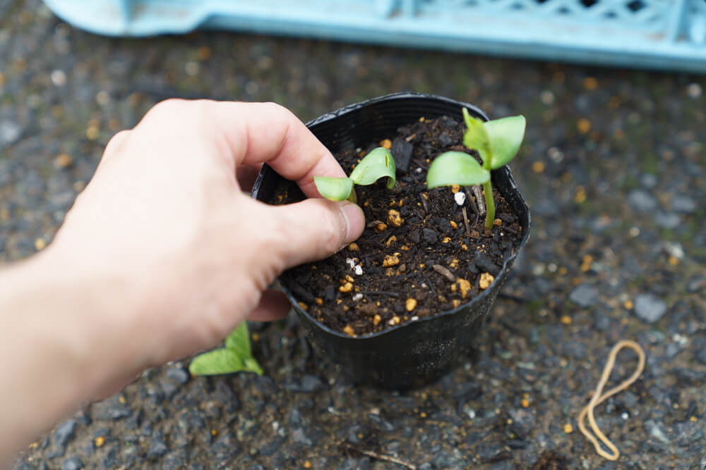 棒で穴を開けたところに枝豆の苗を植える