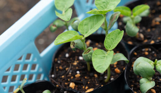 枝豆をプランターで育てる　１１日目【家庭菜園】