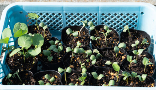 枝豆をプランターで育てる　１３日目【家庭菜園】