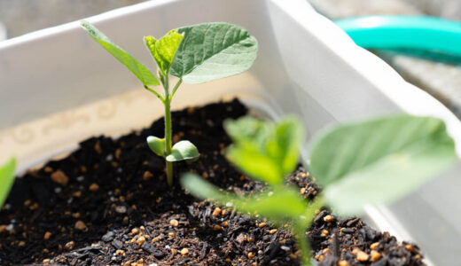 枝豆をプランターで育てる　１６日目【家庭菜園】