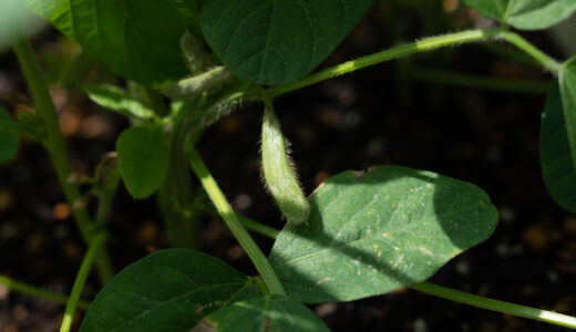 ４６日目【家庭菜園】枝豆をプランターで育てる