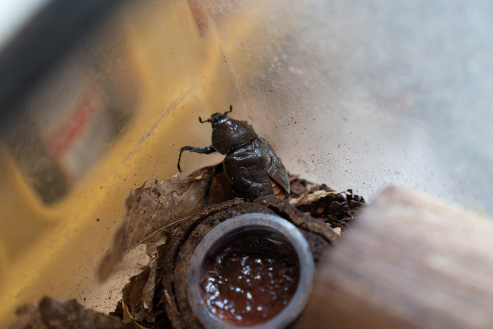 カブトムシのメス