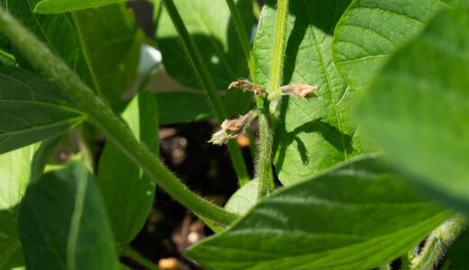 ４７日目【家庭菜園】枝豆をプランターで育てる