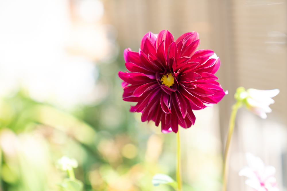 庭に咲く謎の花