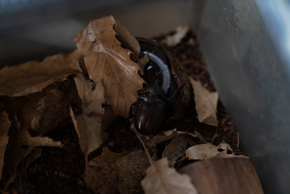 カブトムシに餌やり