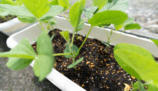 枝豆をプランターで育てる　２８日目【家庭菜園】