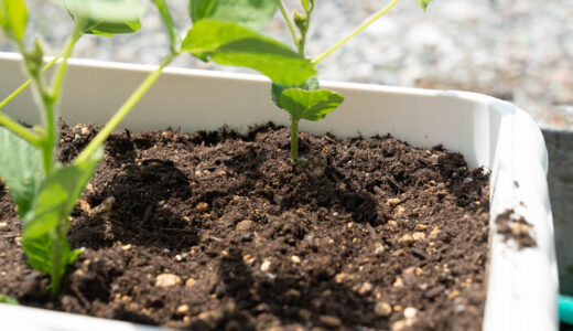 土寄せ編　枝豆をプランターで育てる　３１日目【家庭菜園】