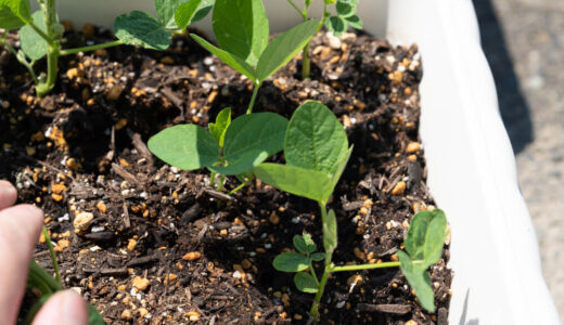 枝豆をプランターで育てる　３５日目【家庭菜園】