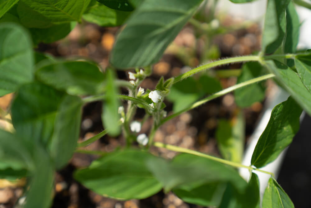 小さい枝豆の花