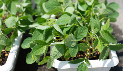 ３９日目【家庭菜園】枝豆をプランターで育てる