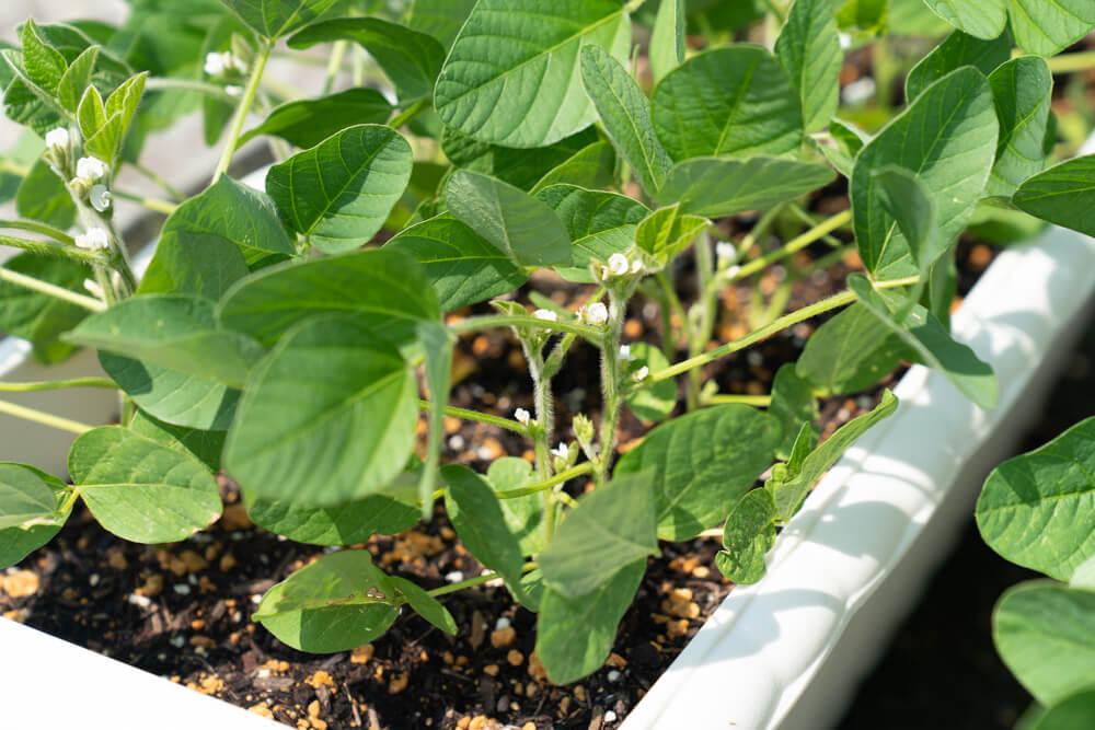 枝豆の花　順調に育っています