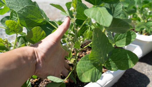 ４１日目【家庭菜園】枝豆をプランターで育てる