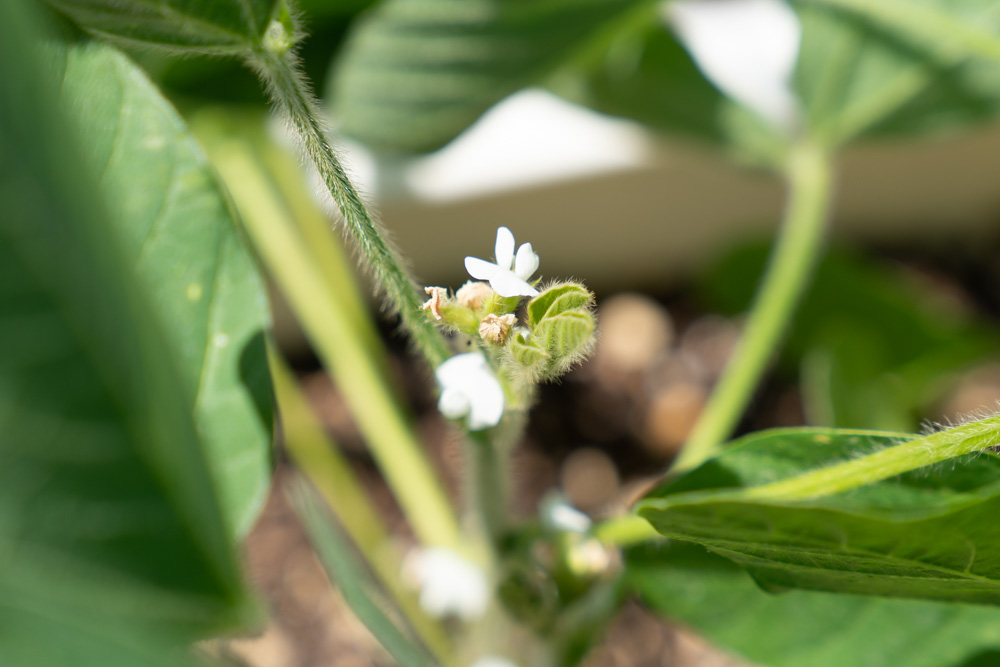 枝豆の花が茶色っぽくなってきました