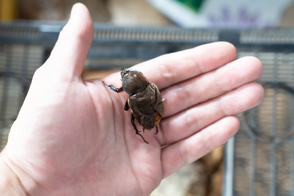 手乗りカブトムシ