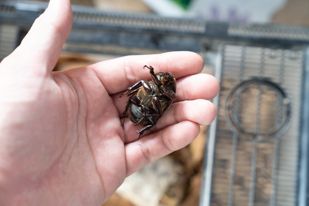 残念ながら死んでしまったカブトムシのメス