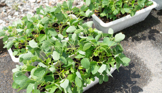 ４５日目【家庭菜園】枝豆をプランターで育てる