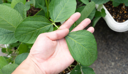 ４８日目【家庭菜園】枝豆をプランターで育てる　