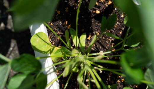 ４９日目【家庭菜園】枝豆をプランターで育てる