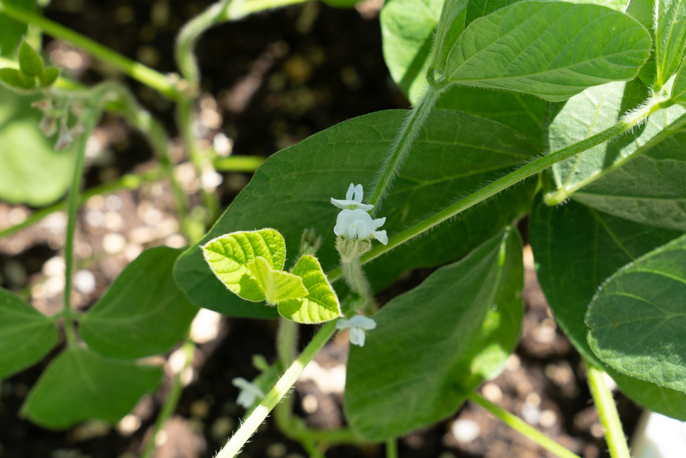 枝豆の花発見