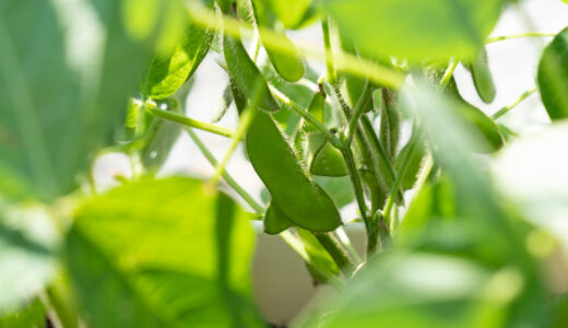 ５１日目【家庭菜園】枝豆をプランターで育てる