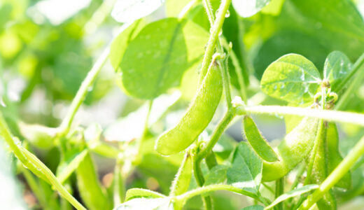 ５２日目【家庭菜園】枝豆をプランターで育てる