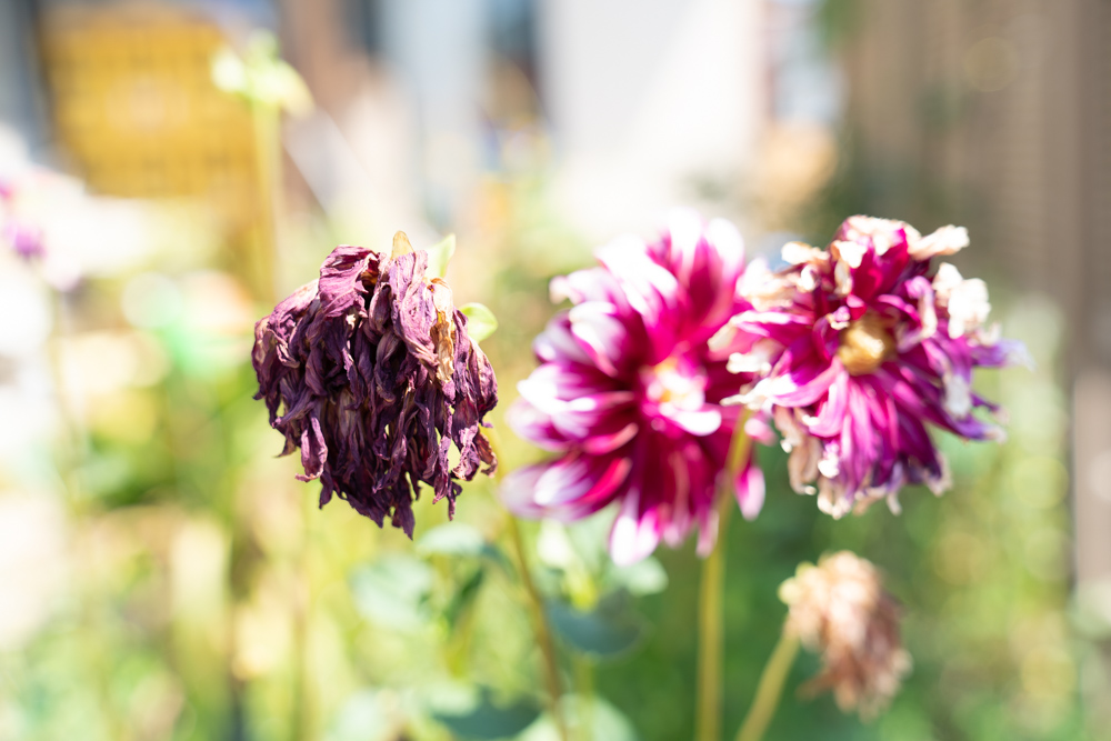 暑さで枯れてしまった庭の花