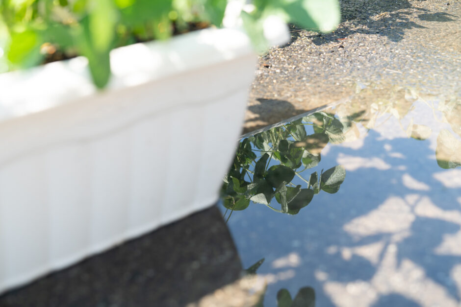 水溜りに反射した枝豆