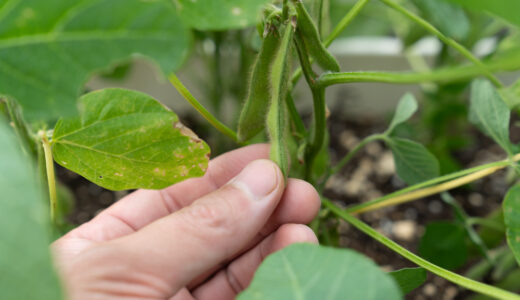 ５８日目【家庭菜園】枝豆をプランターで育てる
