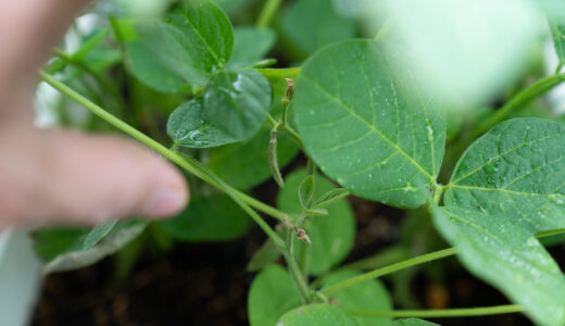 ６０日目【家庭菜園】枝豆をプランターで育てる