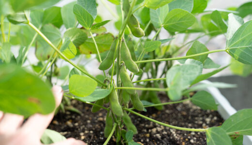 ６５日目【家庭菜園】枝豆をプランターで育てる　