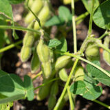 ７５日目【家庭菜園】枝豆をプランターで育てる